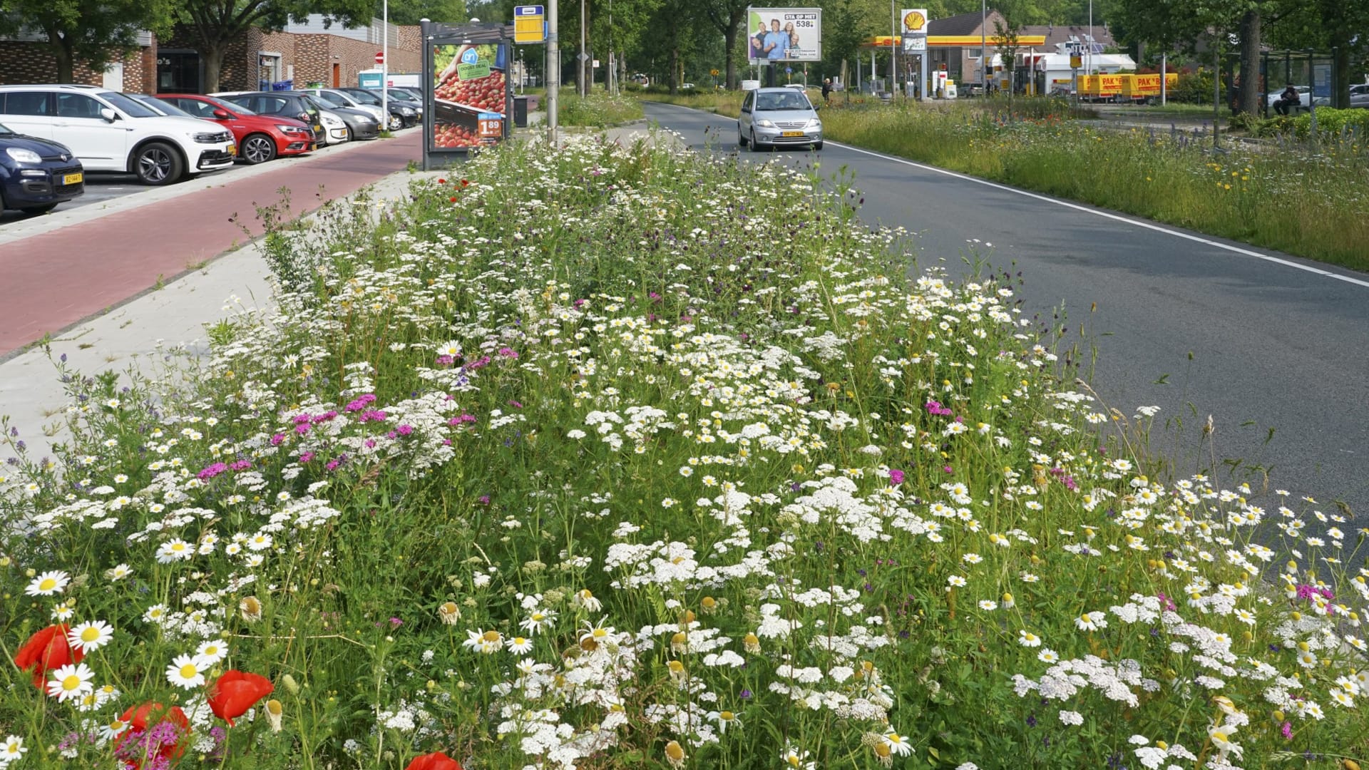 In een blije berm is het (dieren)leven goed